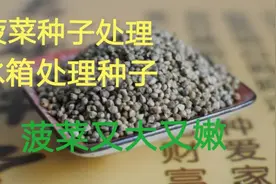种菠菜提前将种子用这种方法处理一下，保证出苗齐、菠菜大又嫩