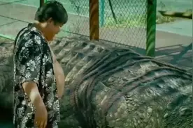 影视：厨师想拿六米长的巨鳄开刀，反被甩近鳄鱼池，下场很惨。视频封面