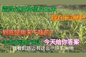 河南实拍：小雪将至，霜降种植的玉米现在怎么样了？为何要种它？