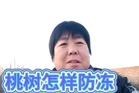 梅姐说:桃树管理，桃树防冻，需要做好这4项工作，才能使它抗冻强视频封面