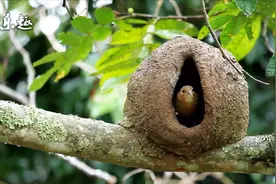 不用担心违建，居住在自己搭建的一室一厅鸟窝里，这就是棕灶鸟视频封面