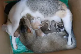 真不害臊！6个月的大猫崽还抢吃奶，猫妈妈：身体已被掏空！视频封面