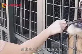 日本最恐怖动物园,入园需签生死状，处处是危险，入园需谨慎视频封面