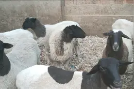 一只30斤小羊值多少钱？农村大叔告诉你真实价格，别卖亏了视频封面