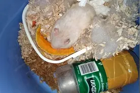 小白熊仓鼠尿特别多，不喝水只吃南瓜尿湿一大片木屑