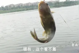 钓鱼人都不喜欢它咬钩，却都喜欢吃它，熬汤鲜美可口、营养大补视频封面