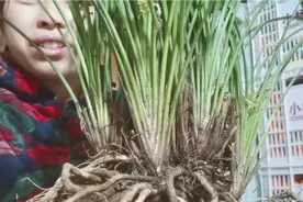 有一种兰花，叶子像扇形，这是南方的品种名字叫秋芝视频封面