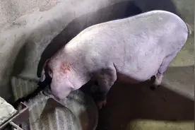 这头母猪已经配种两个多月了视频封面