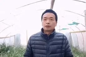 兰农收获一株奇特的兰花，花苞上长出叶片，这样的兰花你肯定没见视频封面