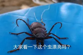 下雨天多这种虫，刚捉到好漂亮，大家认识一下。