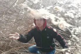 农村才有的水蜡烛中药对伤口愈合很好，你们见过吗，来看看是什么