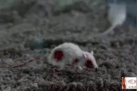 科学家培育出的僵尸老鼠，用来研究丧尸疫苗，没想到杀伤力巨大！