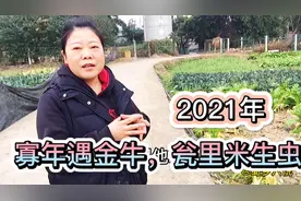 2021年寡年，老话说“寡年遇金牛，瓮里米生虫”啥意思视频封面