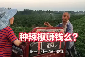 外地老板承包40亩地种辣椒一年能赚多少钱？农民大叔说出真实收入