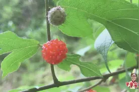 农村一种形似杨梅的野果，味道甘甜但最好别吃，用来驱蚊防虫很好视频封面