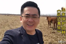 和神户牛齐名的延边黄牛视频封面