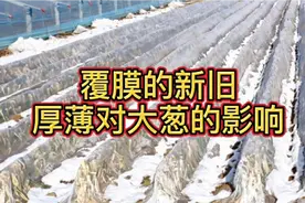 冬季寒冷大葱需要覆膜保温，覆膜的厚薄、新旧直接影响大葱的品质视频封面