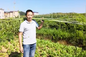 满满的儿时回味，城里人没吃过，这种甘蔗你有吃过吗？视频封面