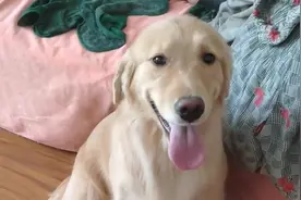 这只金毛太懂人性了，能满足女主人任何要求，太招人喜欢了！