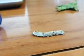 蚕宝宝为什么吐黄水