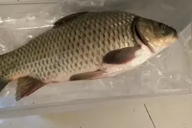 活鱼放到冰箱里面，到底能活多久？阿五今天告诉你答案。