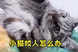 小猫咬人怎么办？学会了再也不怕被猫咬！