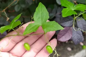 大城市突现的马㼎儿老鼠拉冬瓜对痔瘘等有独到之处