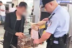 男子藏匿受保护鸟类坐高铁被拦 称花几百元买来送人的视频封面