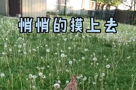 后院惊现一只超肥兔子怎么抓视频封面