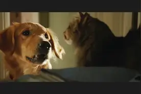 主人都不在家，狗狗在家逗宠物猫玩，把家里翻得几乎底朝天视频封面