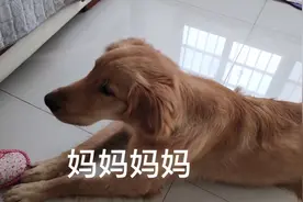 为了吃东西，狗狗也是拼了，竟然开口叫妈妈！视频封面