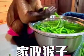 卷尾猴盖特林帮忙摘豆角，用力使劲得都皱眉啦。人类还不如猴子做家务做的好。#上西瓜看知识 #star @西瓜视频 #爱情指南视频封面
