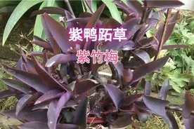 紫竹梅，看起来非常漂亮，它有什么好处呢？视频封面
