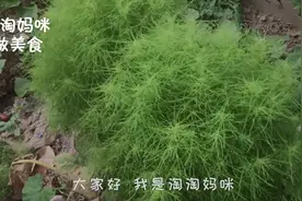 这种野菜清热解毒、营养丰富，城里人都不知道能吃，农村遍地都是视频封面