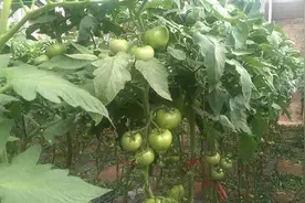 进入夏季温度很高，蕃茄要进行遮阳处理视频封面