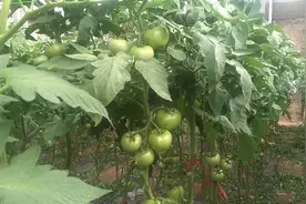 进入夏季温度很高，蕃茄要进行遮阳处理视频封面