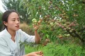 四川宜宾特产茵红李，口感比老家土李子好吃，小妹亲自试吃视频封面
