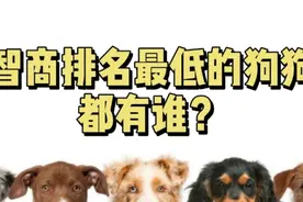世界上智商垫底的狗狗都有谁？是哈士奇吗？视频封面
