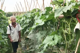 农村大叔种的绿皮冬瓜，亩产20000多斤！村里致富都靠它了视频封面