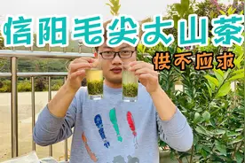 家里的茶叶就剩白露茶小芽了，正宗信阳毛尖大山茶回头率就是高视频封面