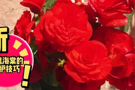 玫瑰海棠这样浇水，花朵漂亮，花期长，一起看看吧！视频封面