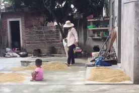 晒稻谷太不容易了，被雨淋过后的稻谷会怎么样呢，带你看一下