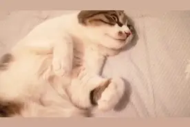 当猫咪听到自己的同类在唱歌时，猫咪的反应让主人泪目