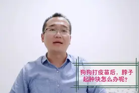 狗狗打疫苗后脖子起肿块了怎么办？宠物医生教你3个小妙招