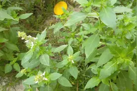 荆芥药食共源的一种中药，你认识吗？知道它的作用吗？