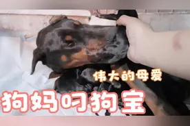 狗妈妈第一胎生小狗就懂得护狗宝宝，满满的母爱