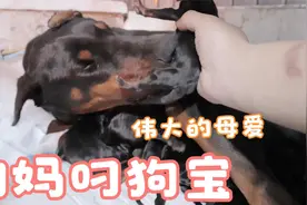 狗妈妈第一胎生小狗就懂得护狗宝宝，满满的母爱视频封面