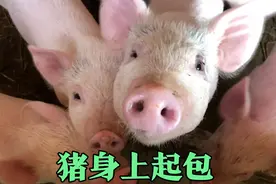 猪身上起包，反反复复，两水泉来支招视频封面