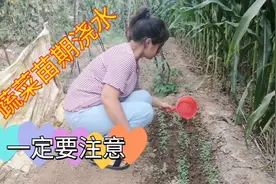 菜园小油菜苗出来了，苗期浇水要注意，不然就白种了视频封面