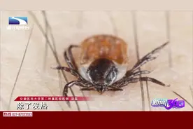 警惕！又到蜱虫活跃期，安徽已有死亡病例视频封面